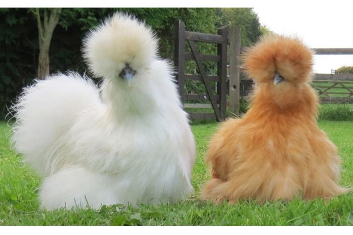 Ayam Silkie, Ayam dengan Bulu Sehalus Sutra