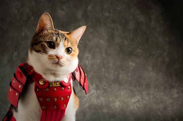 Unik Sekarang Ada Kostum Samurai Untuk Hewan Bobo