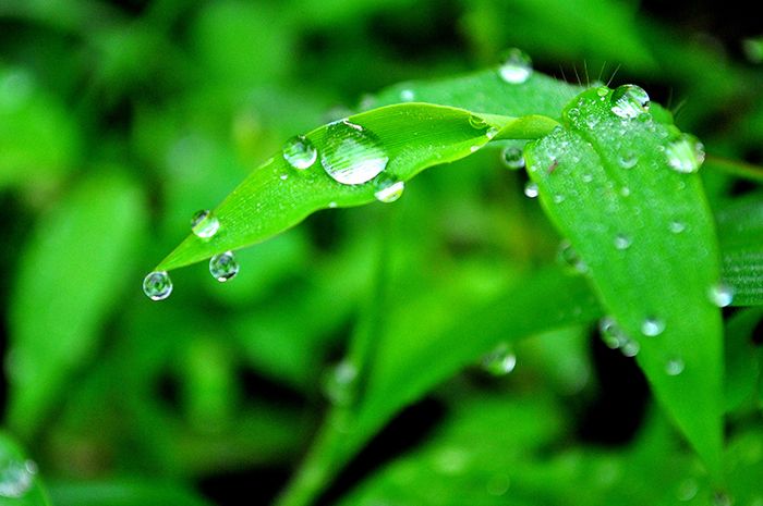 78+ Gambar Air Embun Di Daun Paling Hist 78+ Gambar Air Embun Di Daun Paling Hist