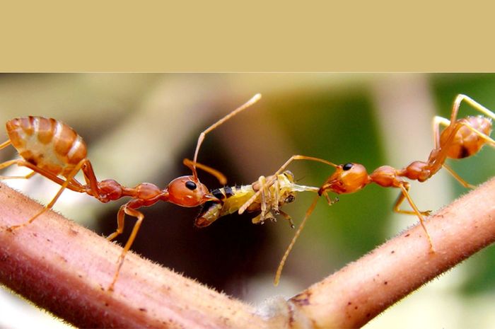 Semut Rangrang Ditakuti Tapi Diperlukan Bobo