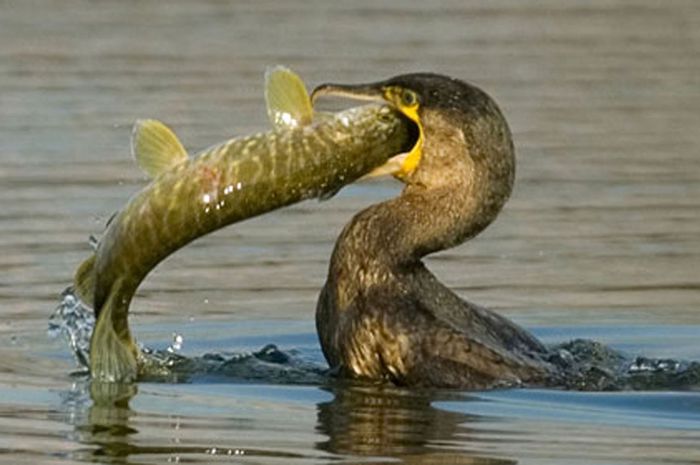 Menangkap Ikan Dengan Burung Kormoran Bobo