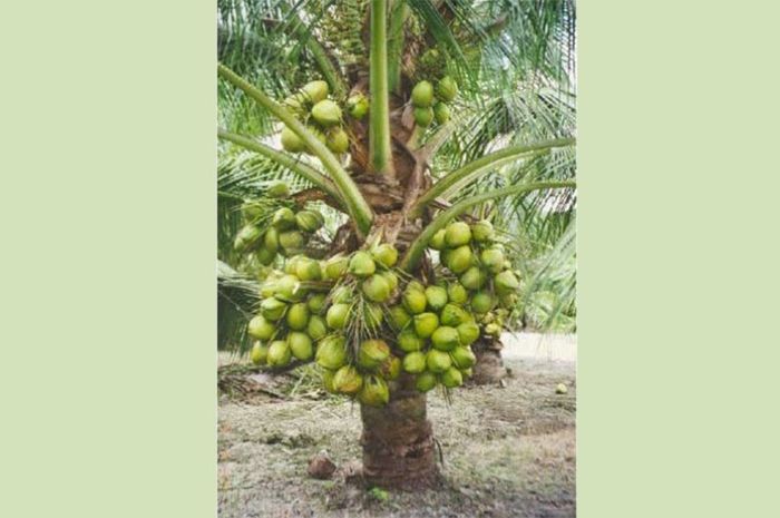 Kelapa Matag Kerdil Tapi Hebat Bobo