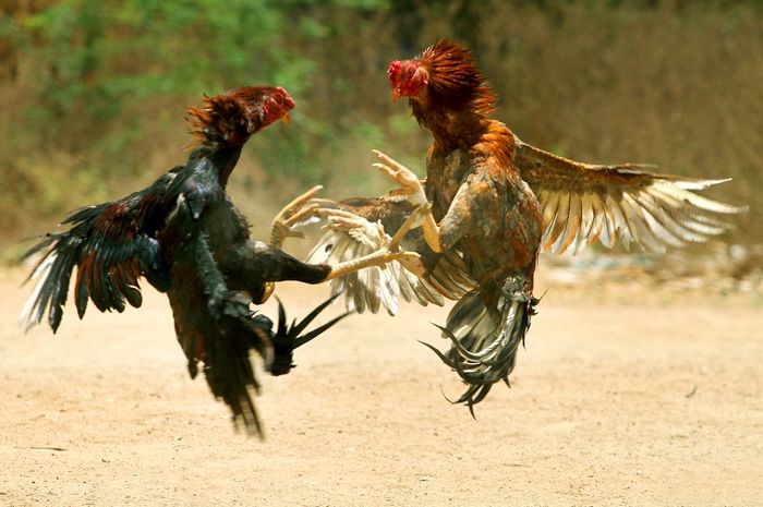 6400 Koleksi Gambar Burung Ayam Jantan Gratis Terbaik