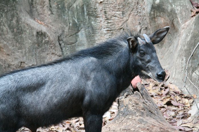 41 Gambar Hewan Kambing Gunung Terbaru