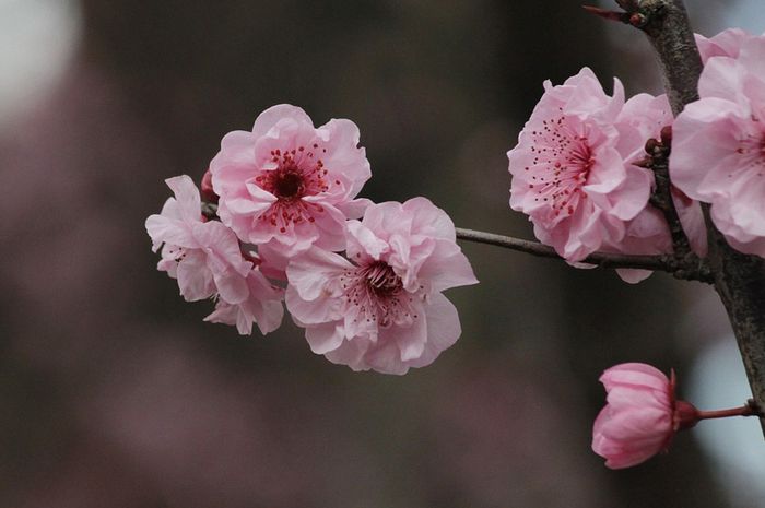 1000 Gambar Bunga Sakura Animasi 1000 Gambar Bunga Sakura Animasi