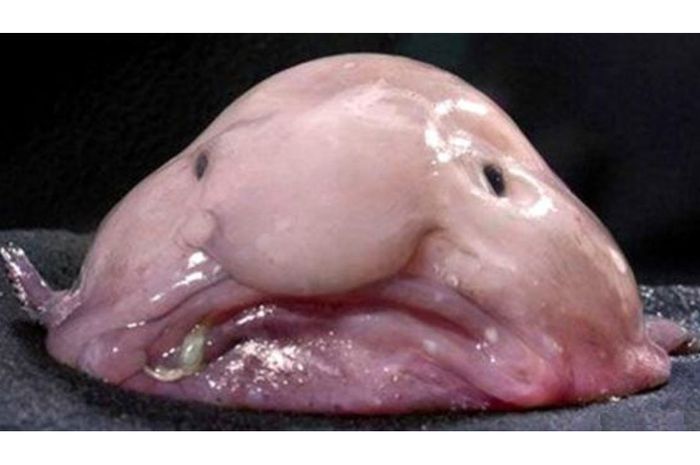 1437_blobfish-psychrolutes-marcidus.jpg