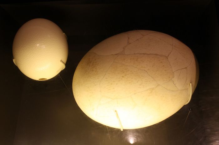 5 Telur Berukuran Tak Biasa Bobo