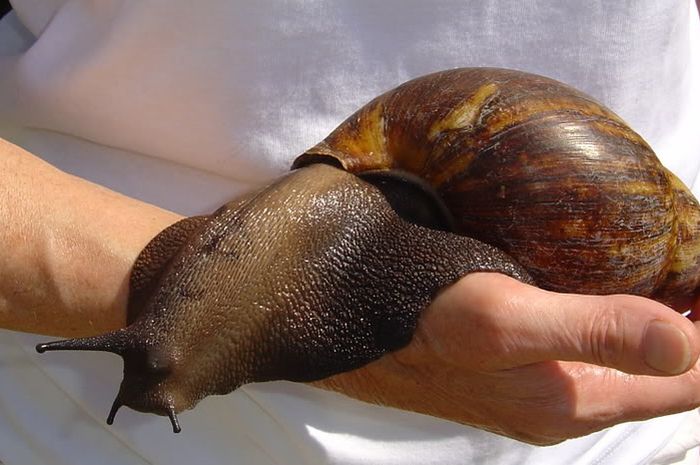 14864_archachatina-marginata-siput-raksasa-yang-hidup-di-afrika-barat.jpg