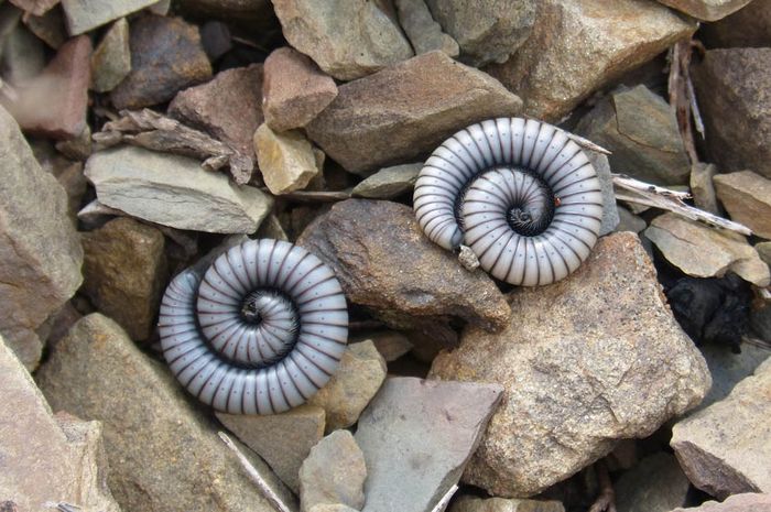 Apakah Kaki Seribu Berkaki 1 000 Bobo Apakah Kaki Seribu Berkaki 1 000 Bobo