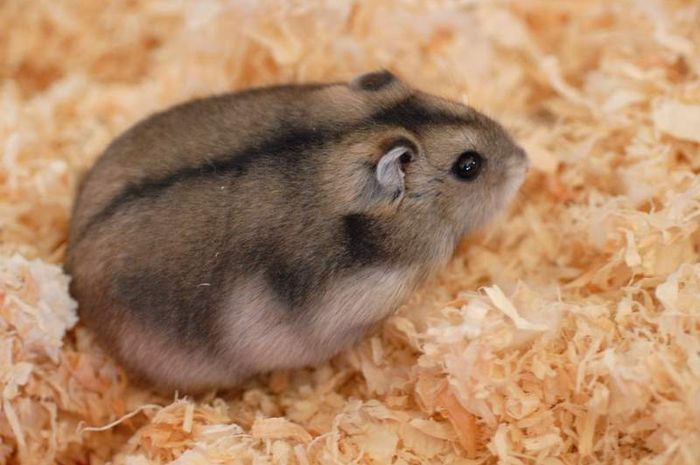 nama latin hamster