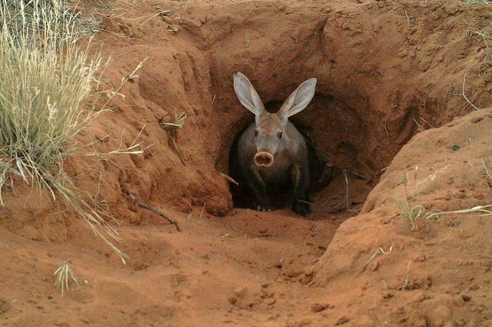 Unduh Kumpulan Koleksi Gambar Flora Dan Fauna Yang Ada Di Benua Afrika Keren Gratis