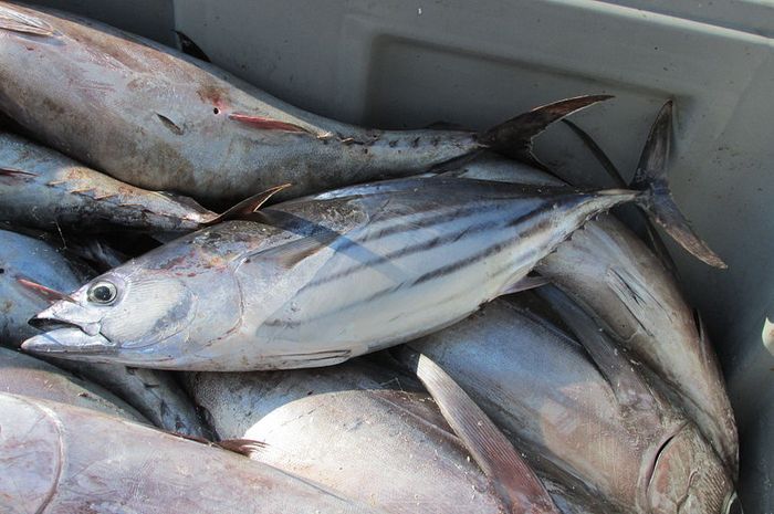 Ikan cakalang dan tuna banyak ditemukan di perairan indonesia bagian