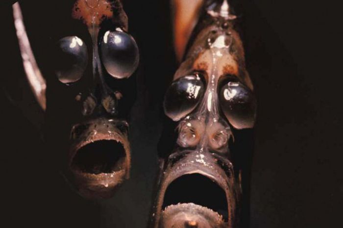 Unduh 520 Koleksi Gambar Hantu Ikan  Gratis HD