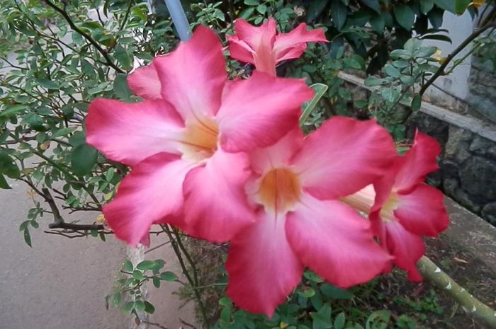 Adenium Si Kamboja Jepang Bobo