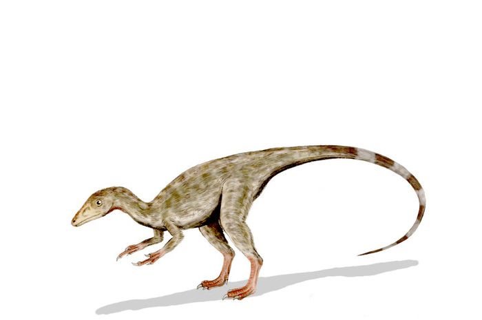 53 Gambar Semua Dinosaurus Paling Hist 53 Gambar Semua Dinosaurus Paling Hist