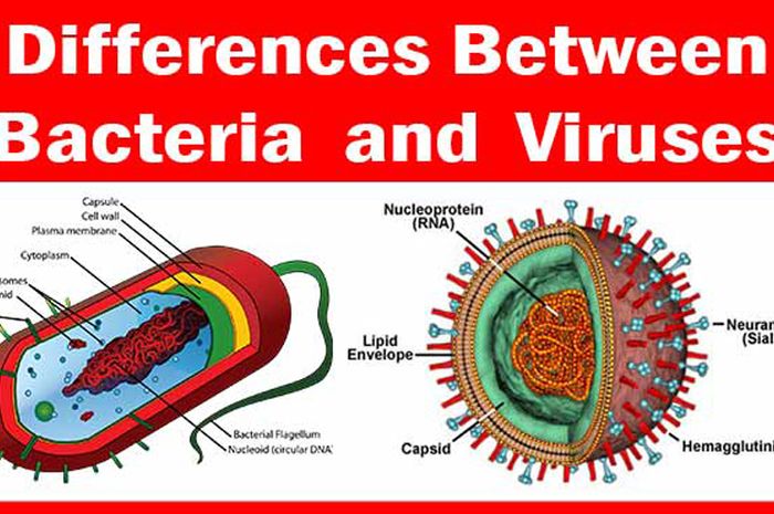 Perbedaan Virus Dan Bakteri Bobo