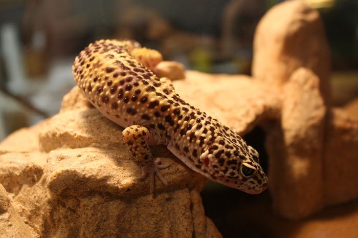 48++ Hewan leopard gecko information