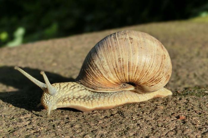Kenapa Bekicot Jalannya Lambat Bobo
