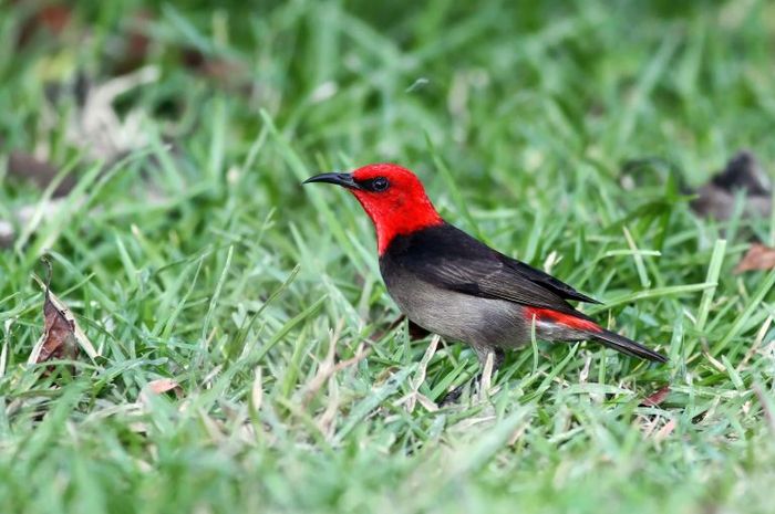 3000 Gambar Burung Dan Namanya HD Gratis 3000 Gambar Burung Dan Namanya HD Gratis