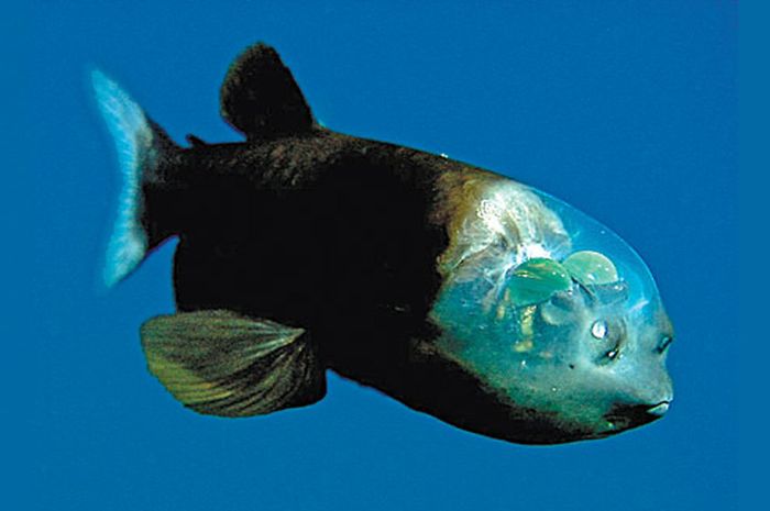 Barreleye Fish, Ikan Berkepala Transparan - Semua Halaman - Bobo