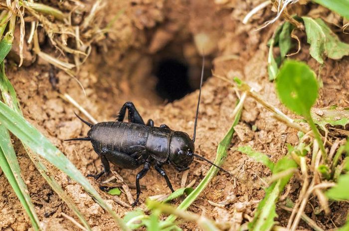 Hewan Hewan Ini Bisa Digunakan Untuk Membasmi Tikus Lo Semua Halaman Bobo
