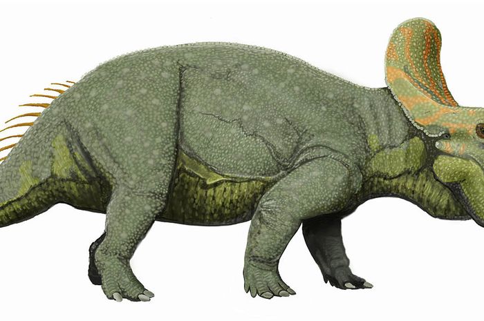 500+ Gambar Dinosaurus Triceratops HD Paling Keren 500+ Gambar Dinosaurus Triceratops HD Paling Keren