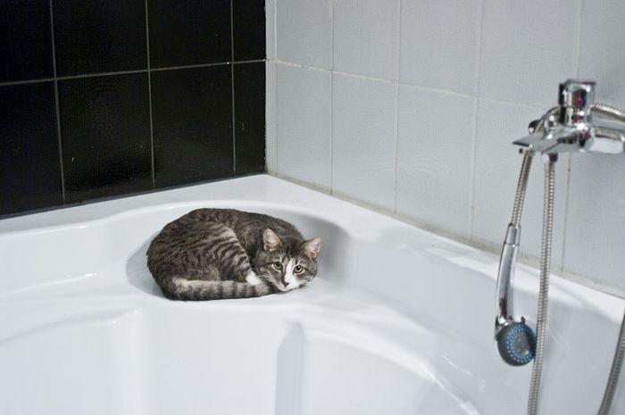 Kenapa Kucing Takut Dengan Air Semua Halaman Bobo