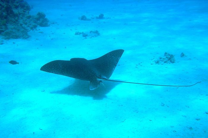 Unduh 6600 Gambar Hewan Ikan Pari Paling Bagus 