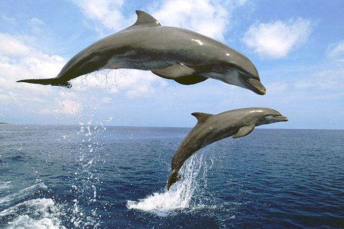 Lumba-lumba, Mamalia Laut yang Terancam Punah - Bobo