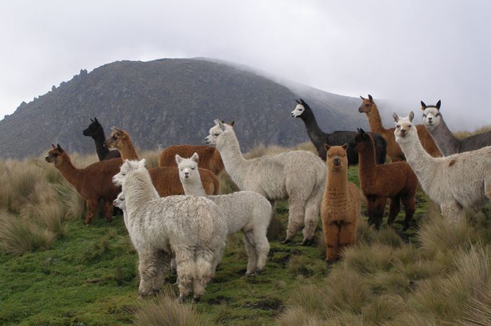 Download 80 Koleksi Gambar Hewan Alpaca Paling Baru HD