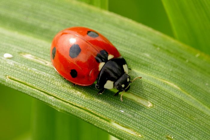 Dua Hewan Ini Memiliki Nama Yang Sama Tapi Tinggal Di Habitat