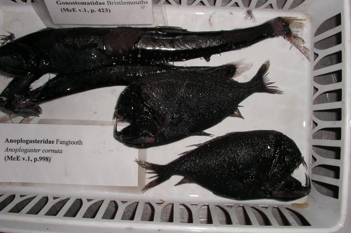 8200 Koleksi Ikan Air Laut Warna HD Terbaru