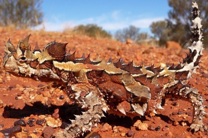Image result for Kadal Berduri, Australia