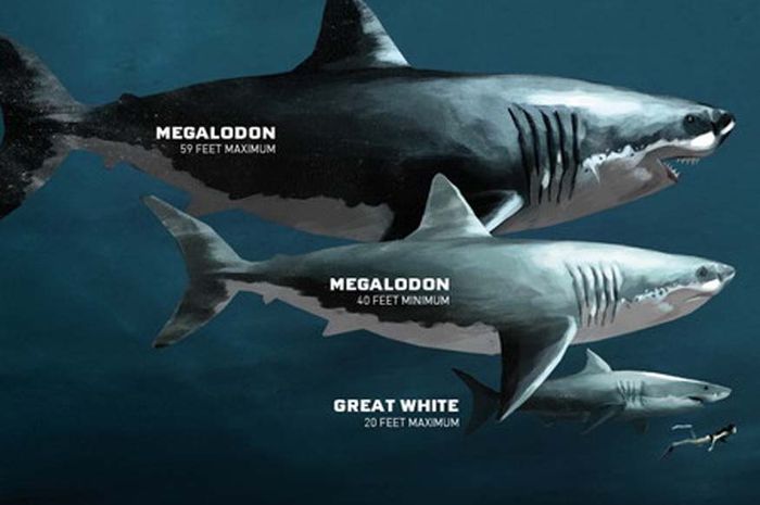 7700 Gambar Ikan Hiu Megalodon Terbesar Terbaik