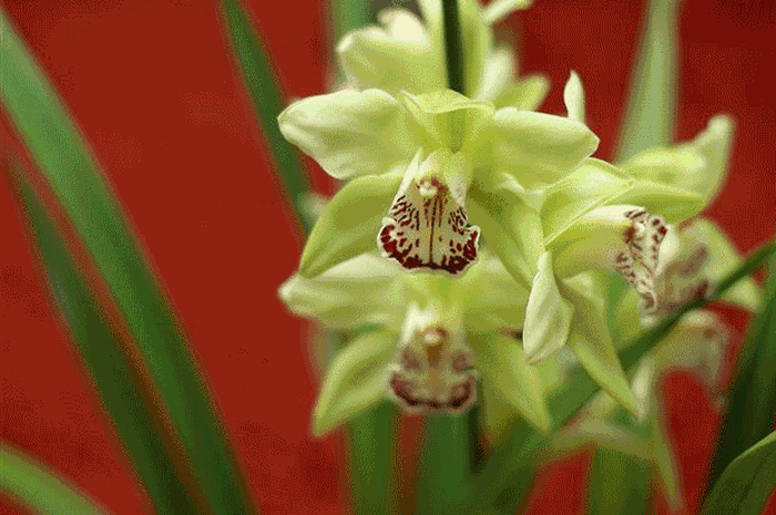 Bunga Shenzen Nongke Orchid Bunga Shenzen Nongke Orchid, AnggrekShenzhenNongkeAnggrekTermahalDiDunia, Bunga Shenzen Nongke Orchid