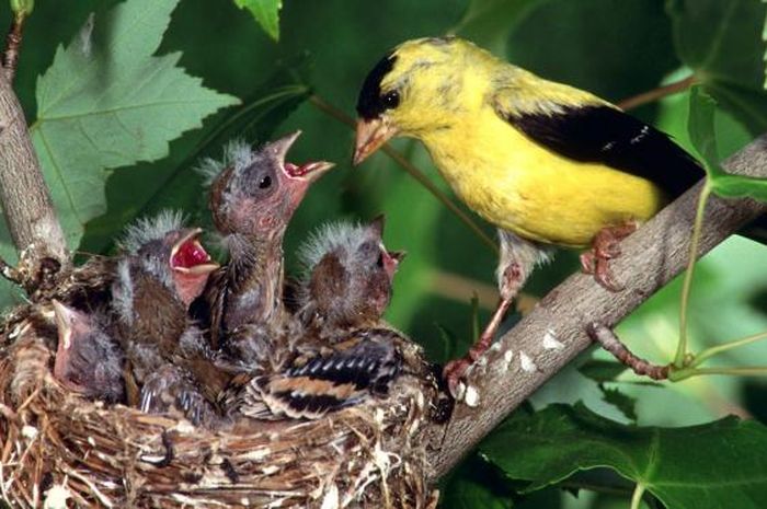 Burung Kedasih Yang Kejam Bobo