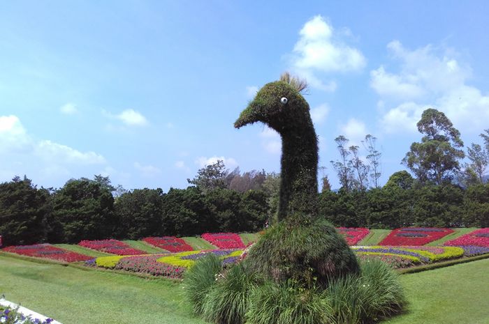 Menyaksikan Ribuan Bunga Di Taman Bunga Nusantara Semua