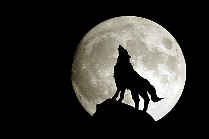 Mengapa Anjing Melolong Saat Bulan Purnama? - Bobo