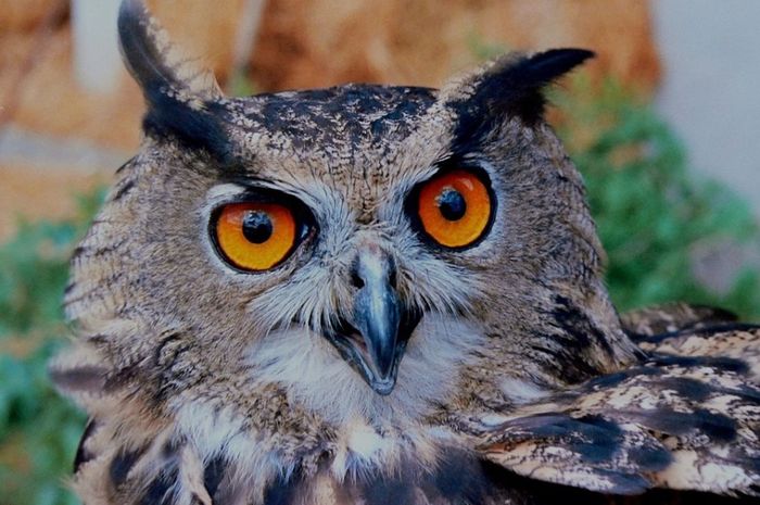 6100 Kolase Gambar Burung Hantu Dengan Biji Bijian Gratis