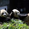 16 Maret Diperingati sebagai Hari Panda Nasional, Ini Cara Merayakannya