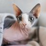 Kenapa Kucing Peliharaan Suka Mengikuti Kita? Ternyata Ini Alasannya