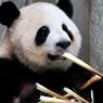 Benarkah Panda Hanya Makan Bambu untuk Bertahan Hidup? Ini Faktanya