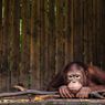 Ada Berapa Spesies Orang Utan?