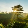 Ciri-Ciri Lingkungan Biotik, Materi Geografi Kelas XI Kurikulum Merdeka
