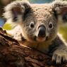 Benarkah Koala Juga Menyimpan Anaknya di Kantong seperti Kanguru?
