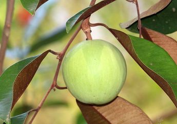 Tak Hanya Enak, Buah Langka Ini Juga Kaya Manfaat, Pernah Coba?