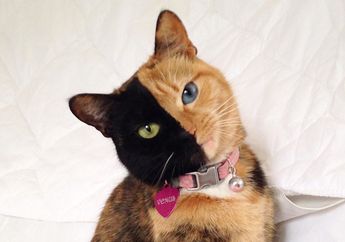 Venus si Kucing yang Dikenal Punya 'Dua Wajah', Kenapa Bisa Begitu? #AkuBacaAkuTahu