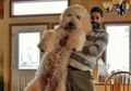 Benarkah Ada Anjing yang Berat Tubuhnya Sampai 200 Kilogram?