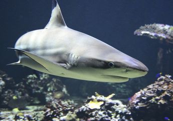 Serangan Ikan Hiu Meningkat Setiap Bulan Purnama, Ternyata Ini Penyebabnya