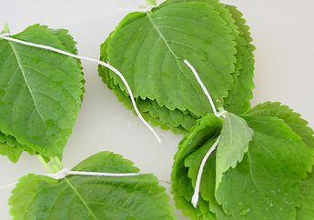 Sering Dikonsumsi Orang Korea, Inilah Manfaat Daun Perilla untuk Tubuh